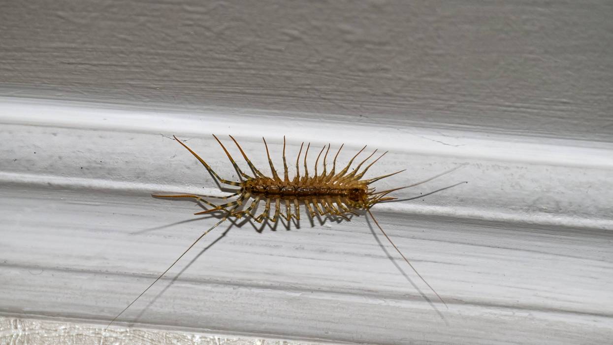 House centipede on the ceiling in the house