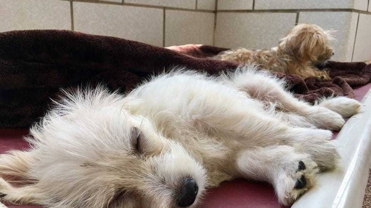 Houston Humane Society