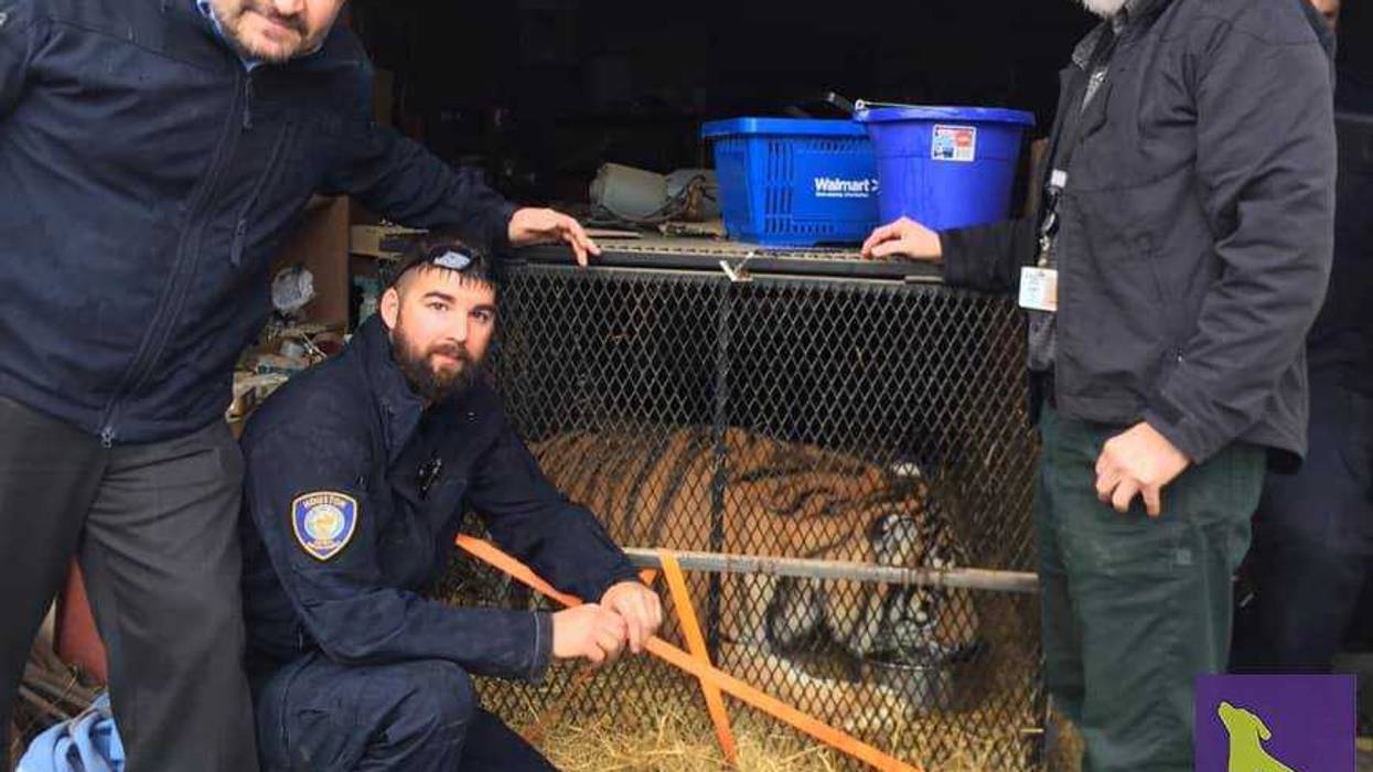 Houston Tiger 'Tyson'