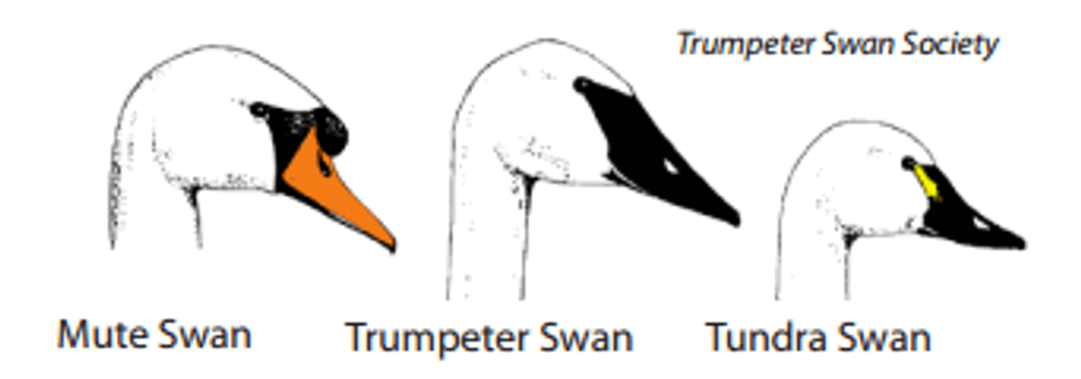How to identify Michigan swans