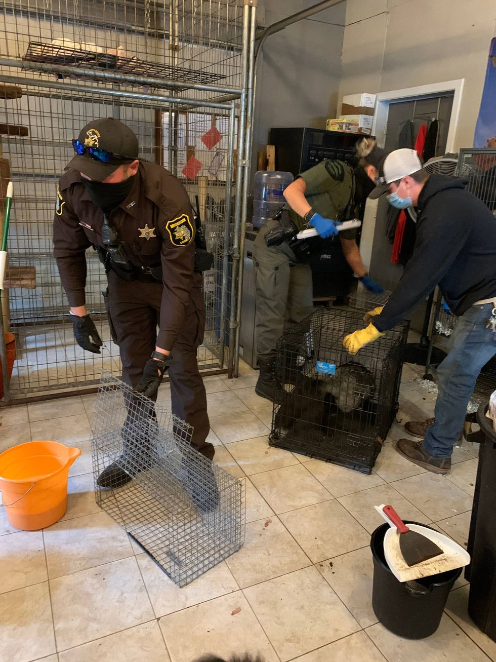 Howling Timbers animals seized