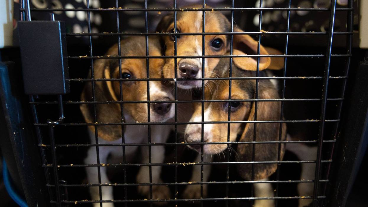 HSUS Animal Rescue Team members and volunteers carry beagles into the organization’s care and rehabilitation center in Maryland on Thursday, July 21, 2022, after the organization removed a group of 201 beagles as part of a transfer plan from Envigo RMS LLC facility in Cumberland, VA. The Department of Justice asked the Humane Society of the United States to assume the responsibility of coordinating placement for approximately 4,000 beagles from Envigo, which bred dogs to be sold to laboratories for animal experimentation.