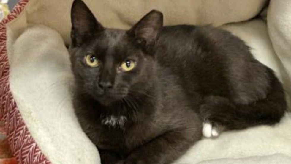 https://www.austinhumanesociety.org/pet-details/?id=48697013