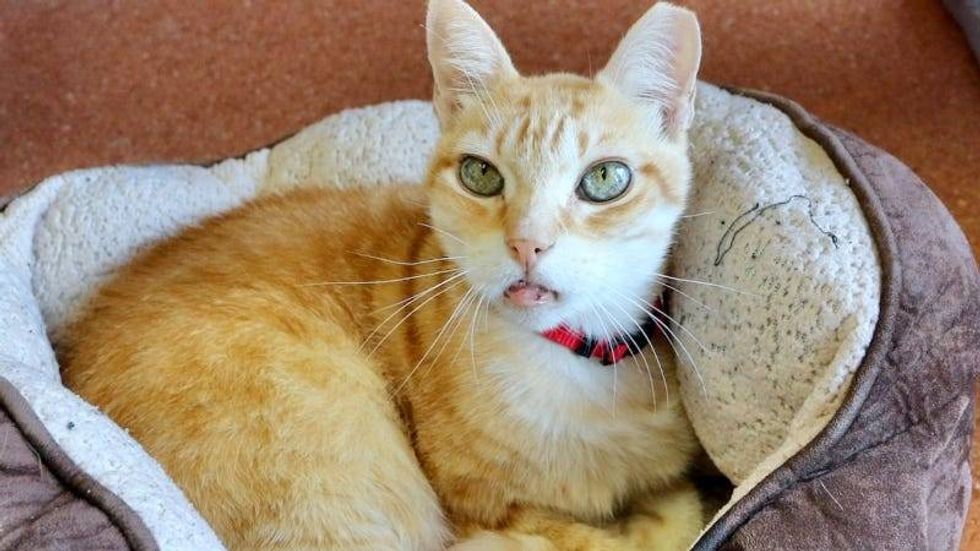 Huckleberry Finn @ Austin Humane Society 8/9/23