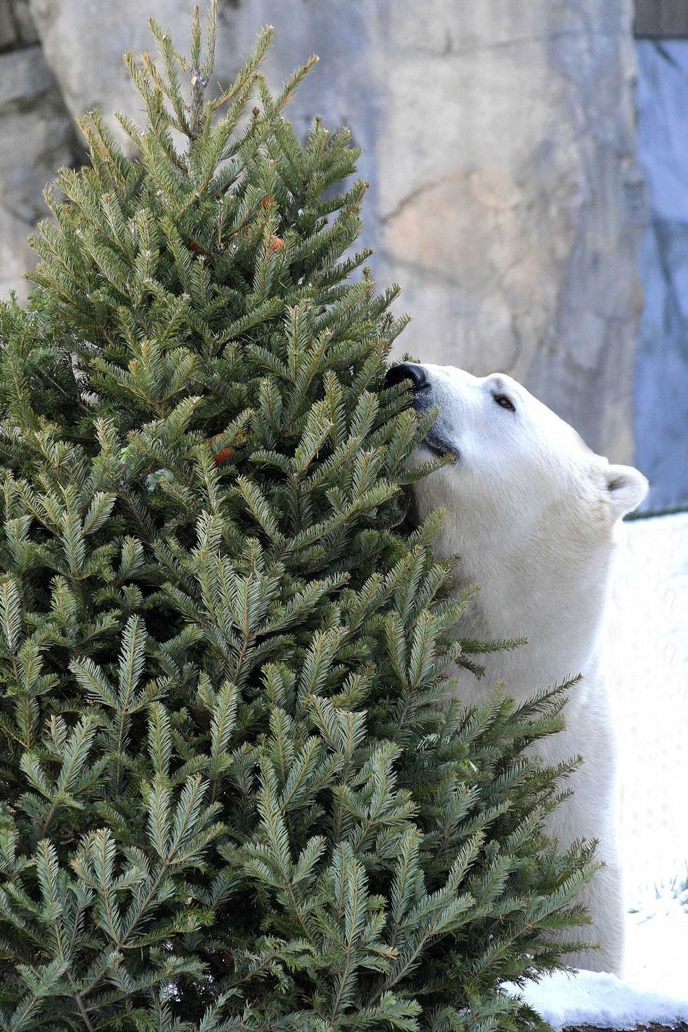 Hudson, a 14-year-old polar bear at Brookfield Zoo, scopes out a Christmas tree with nutritious treats hidden amongst the branches. Several of the zoo