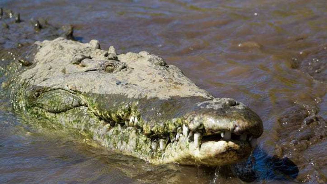 Huge alligator attacks boat