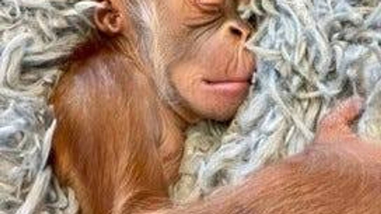 Human physicians aid baby orangutan
