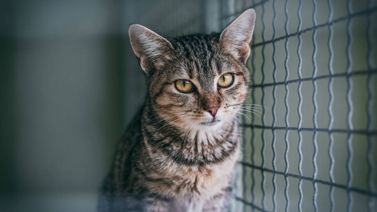 Humane Society of LA asks for help for hoarded cats