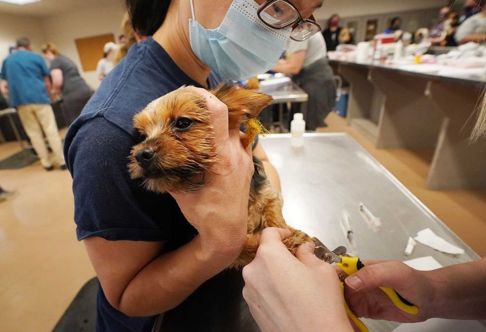 Humane Society of Missouri