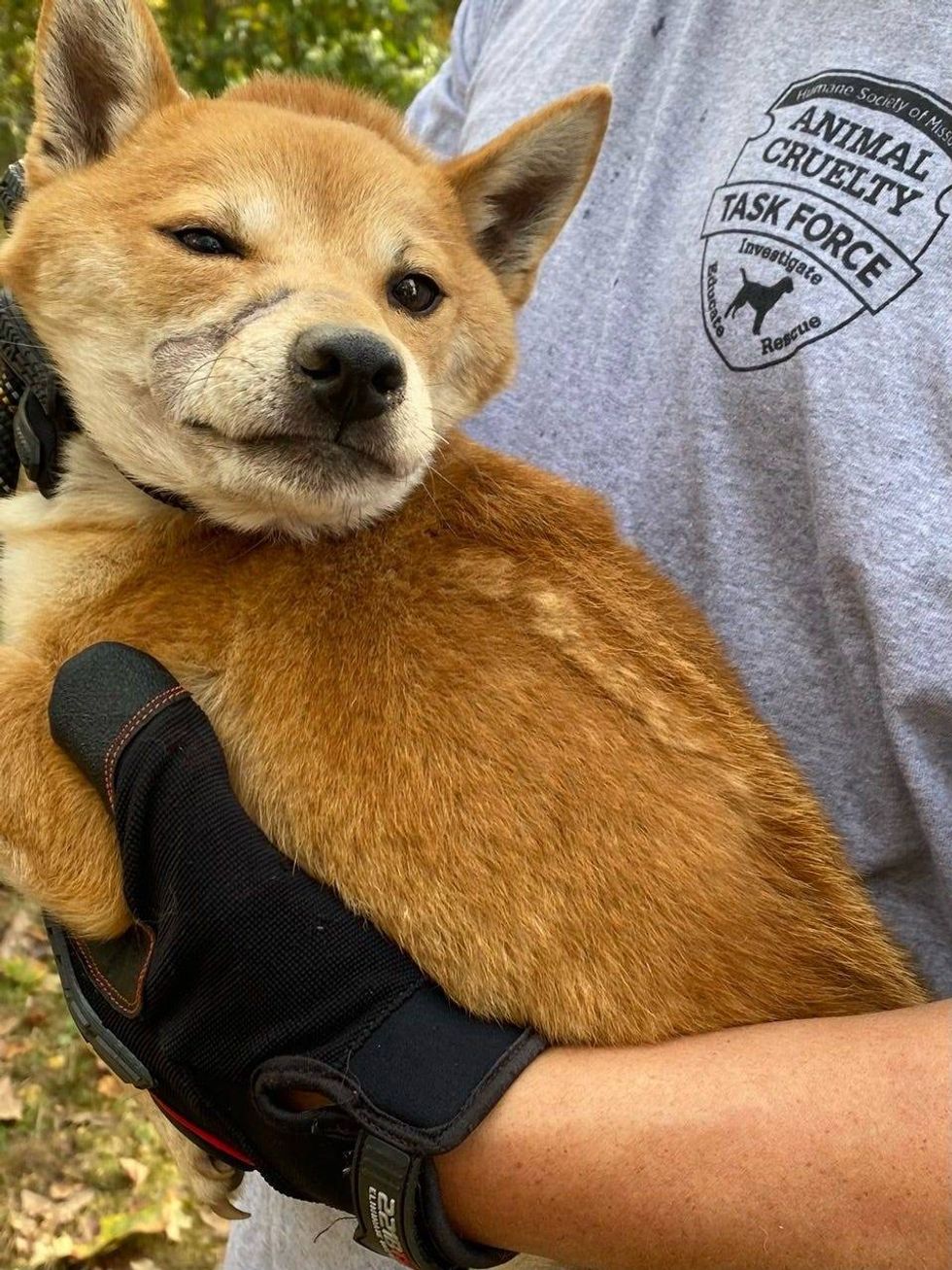 Humane Society of Missouri