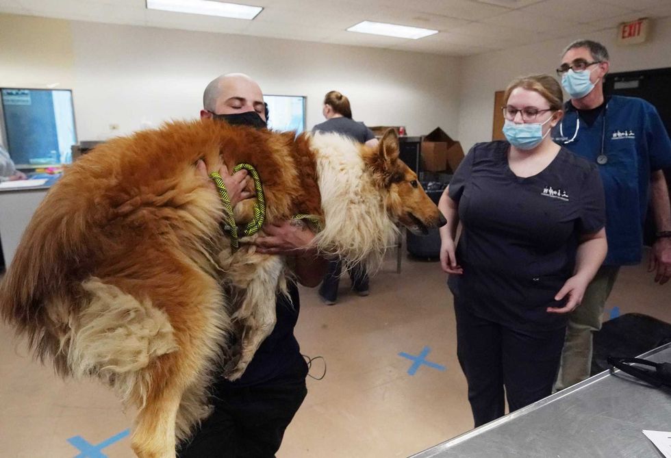 Humane Society of Missouri’s Animal Cruelty Task Force rescue