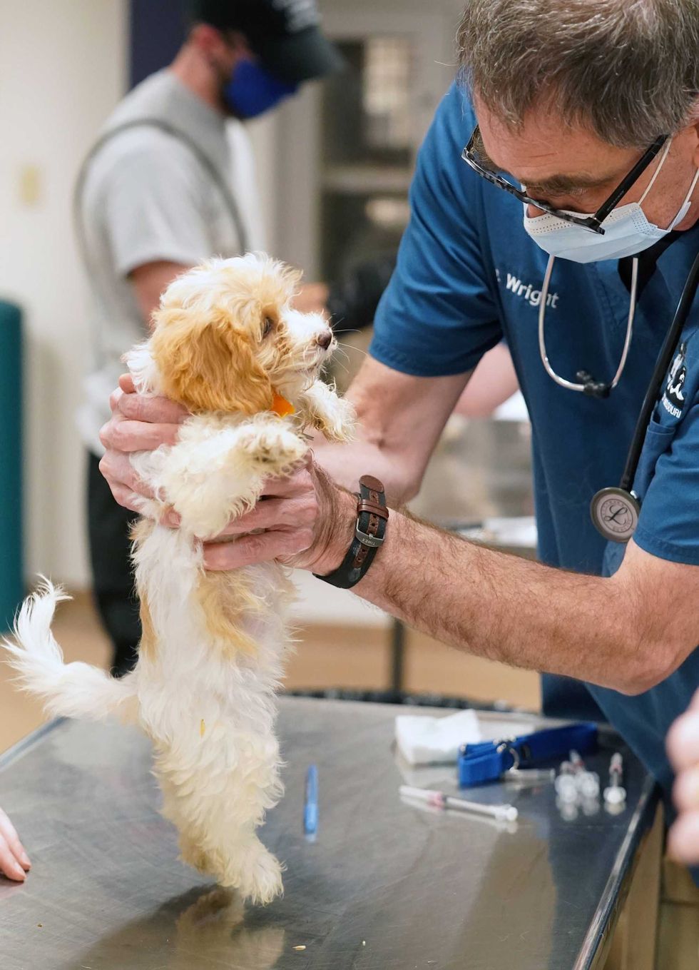 Humane Society of Missouri’s Animal Cruelty Task Force rescue