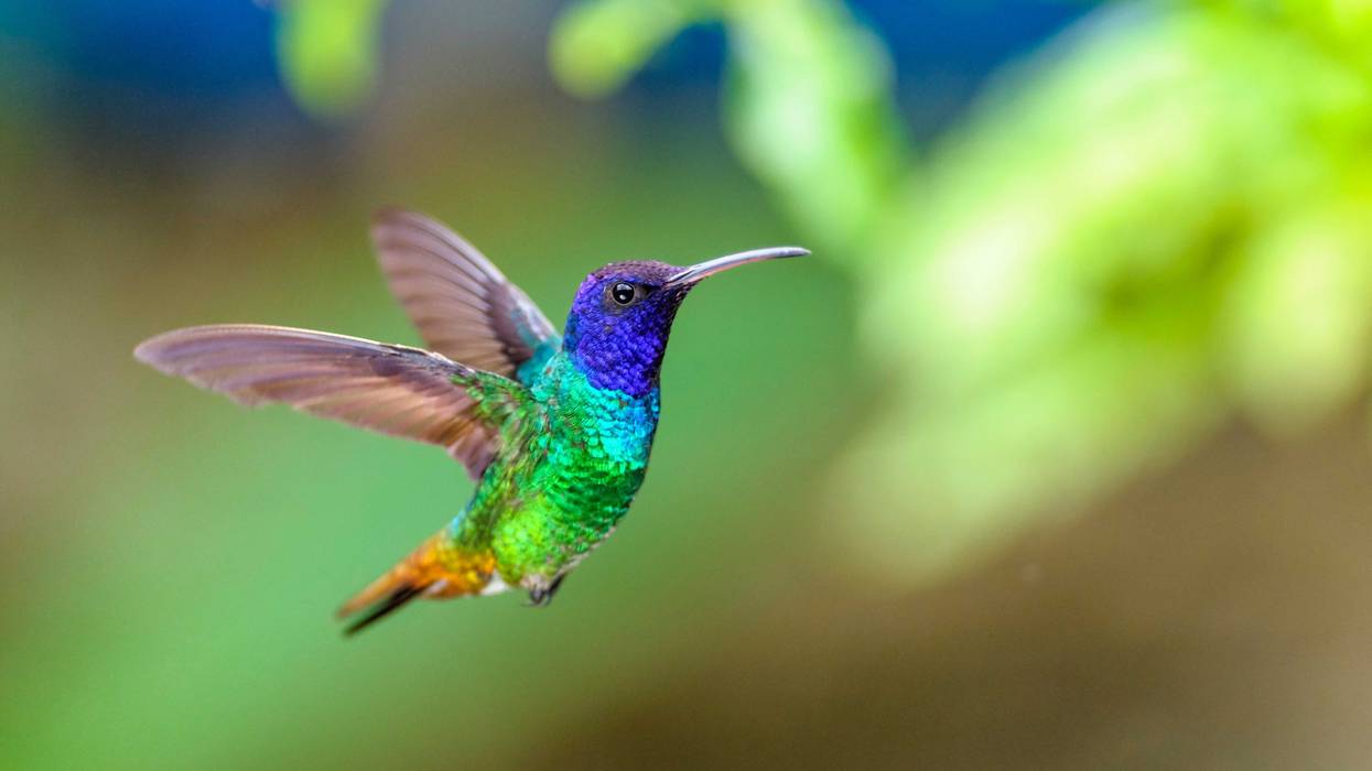 hummingbird