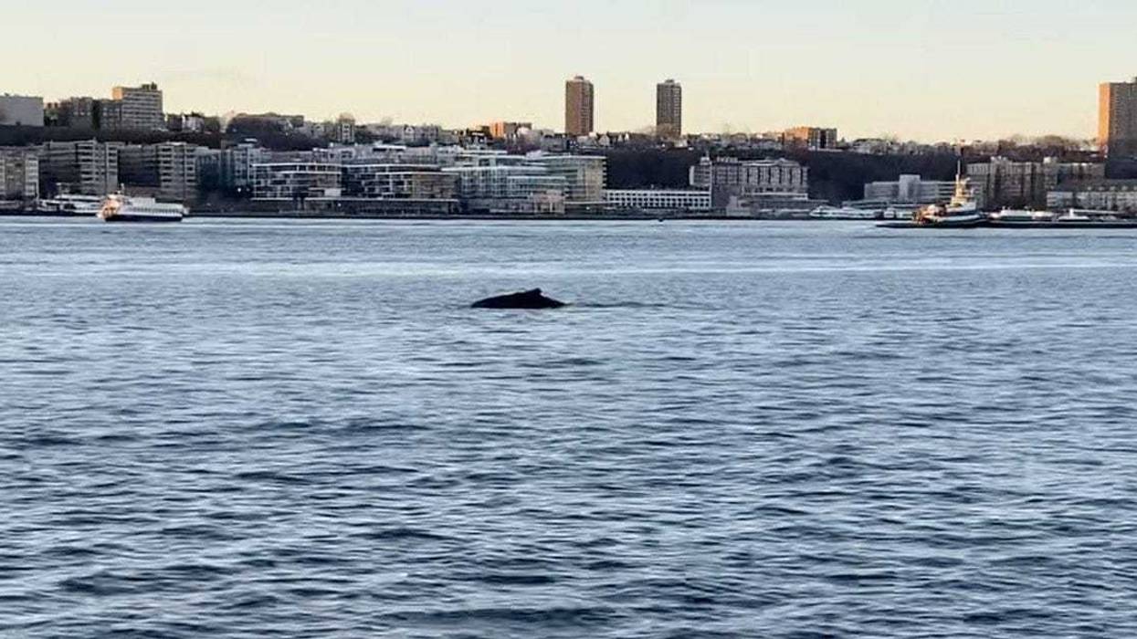 Humpback whale in Hudson River
