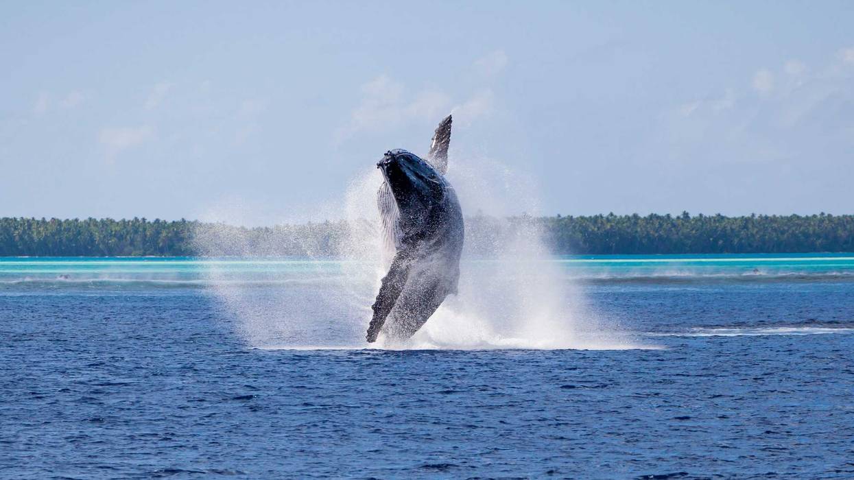 Humpback whale