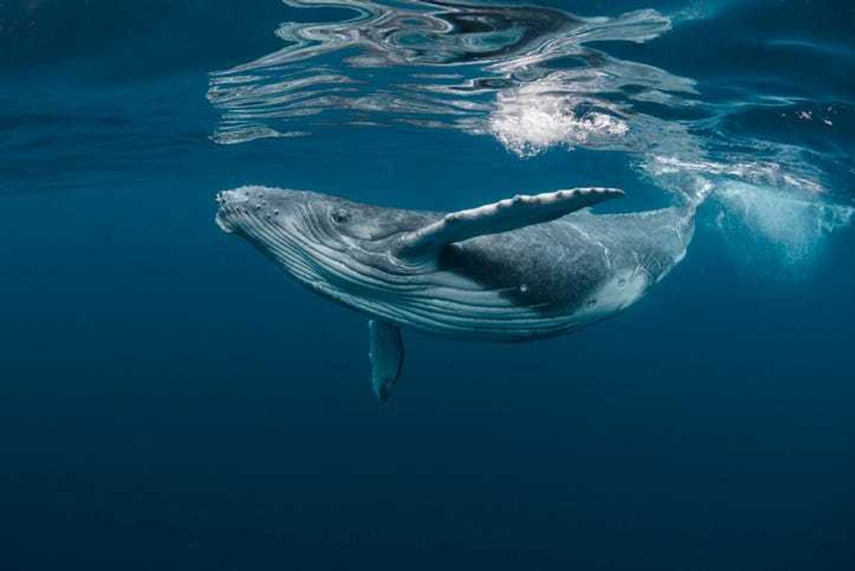 humpback whale