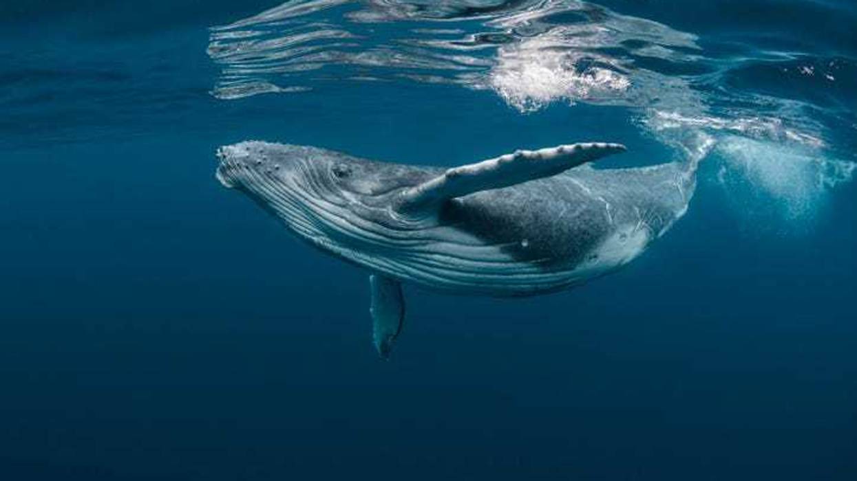 humpback whale