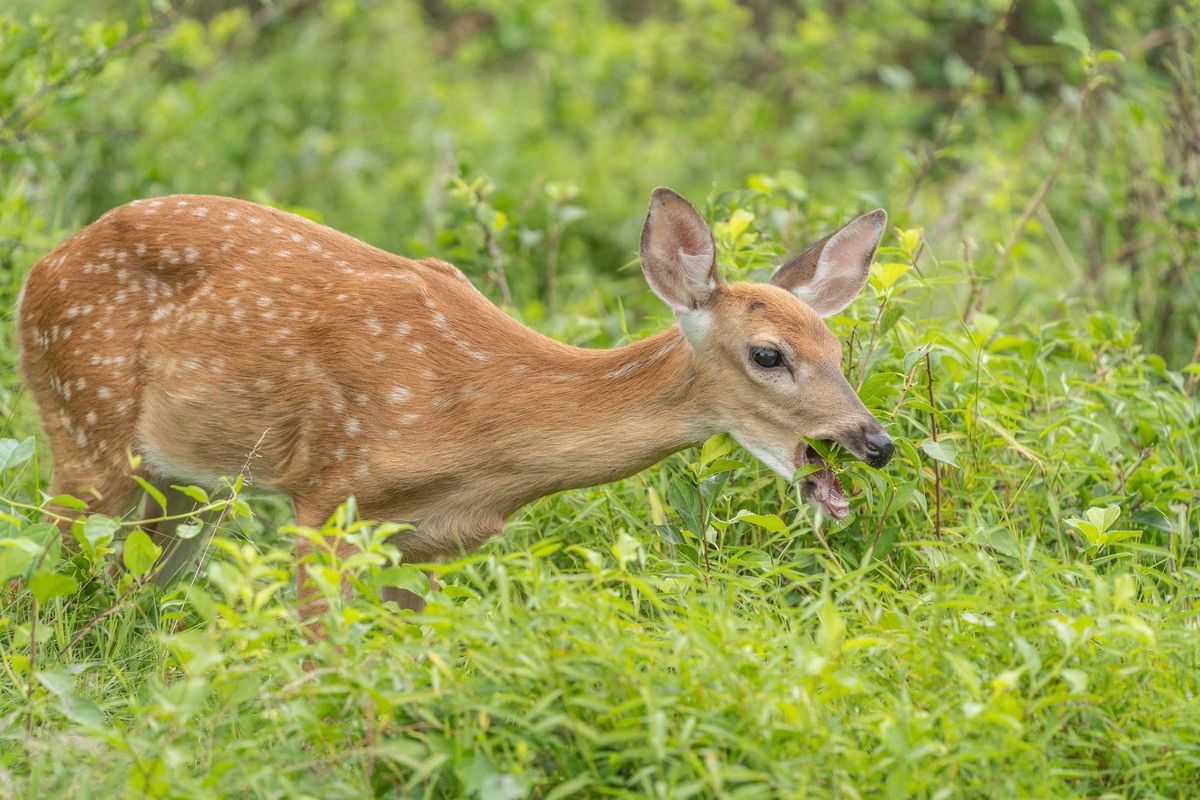 Hungry white-tailed deer fawn eating in meadow, summer, Pennsylvania
