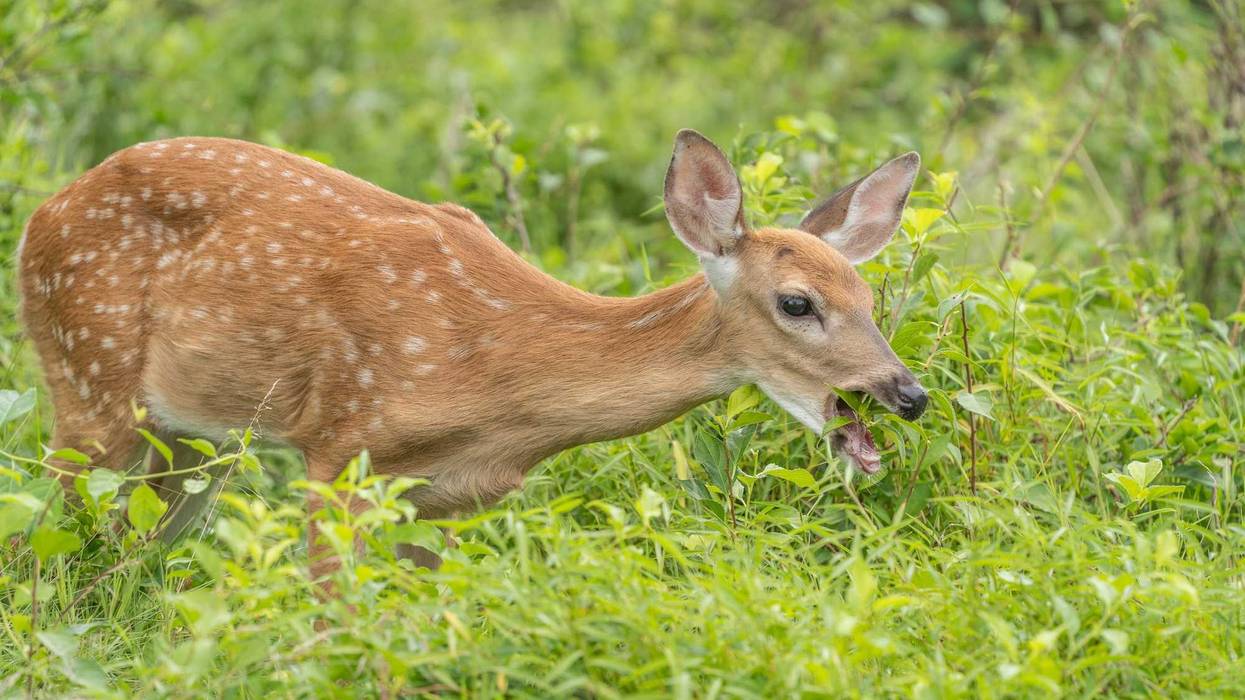 Hungry white-tailed deer fawn eating in meadow, summer, Pennsylvania