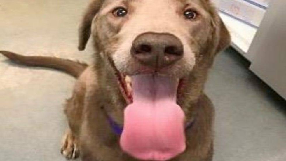 Hunter Austin Humane Society 7/14/21