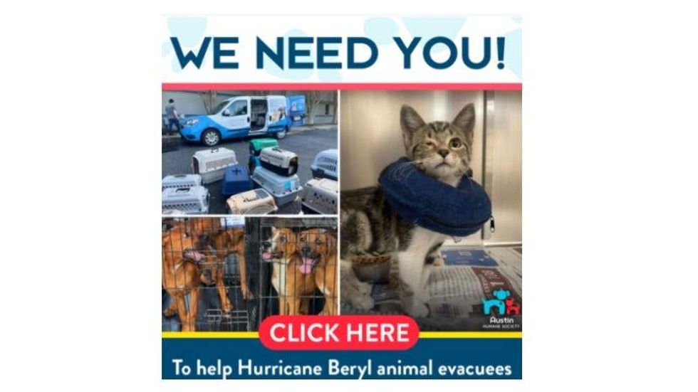 Hurricane Beryl animal evacuees @ AHS