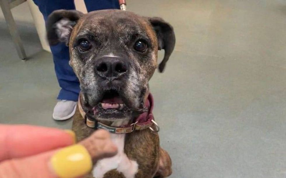 Hyde @ Austin Humane Society 8/31/22
