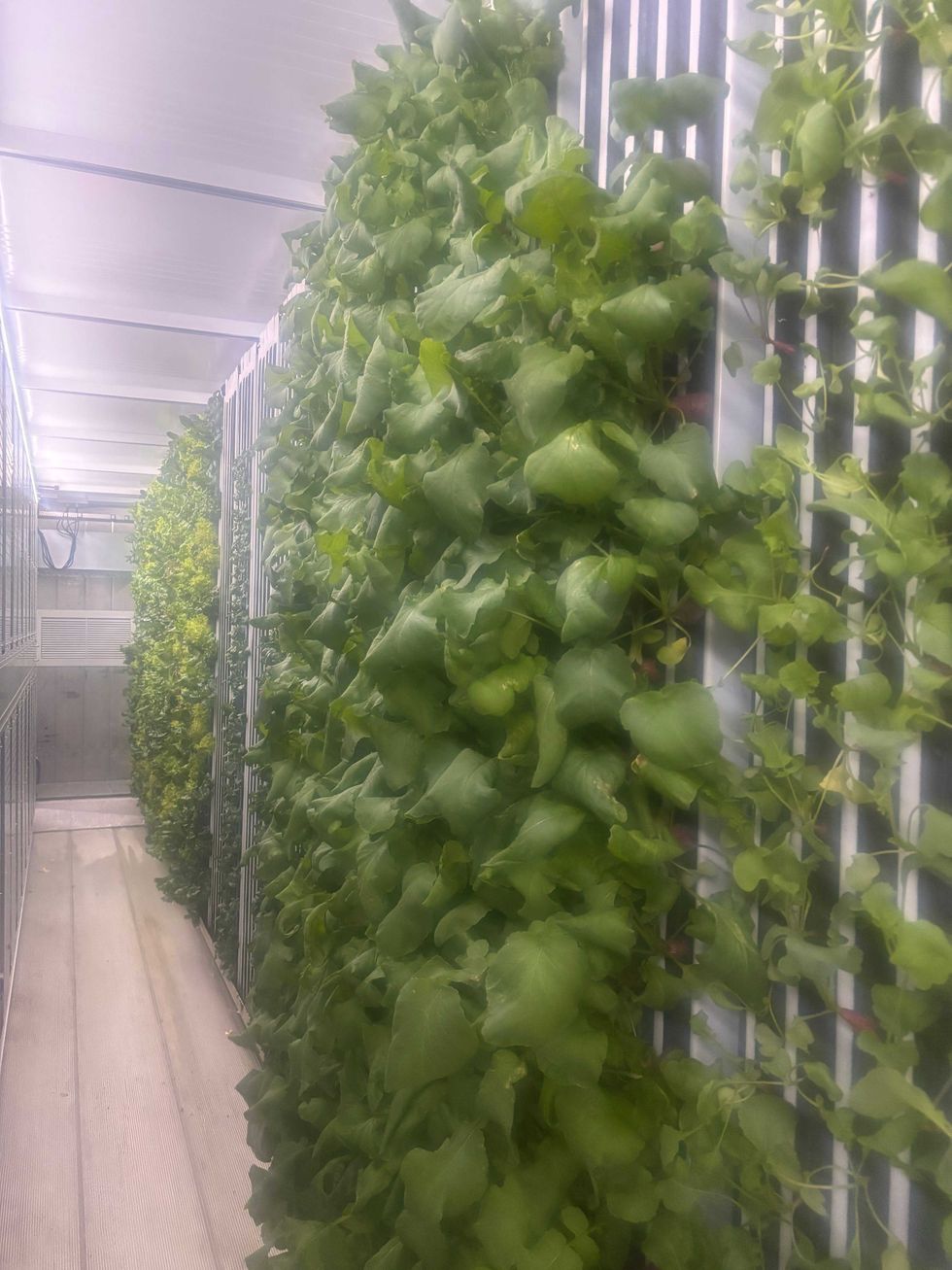 Hydroponically grown lettuces that Jesse Grothe of Frisk Fra Boksen in Shoreview sells to nearby, high end restaurants that pride themselves on fresh, local ingredients.