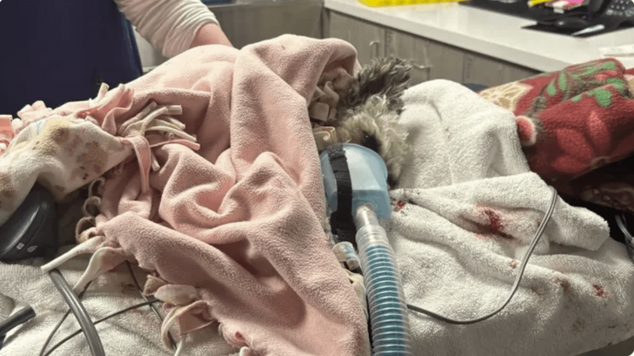 'I thought I had lost him': Irvine woman's dog pulls through after coyote attack