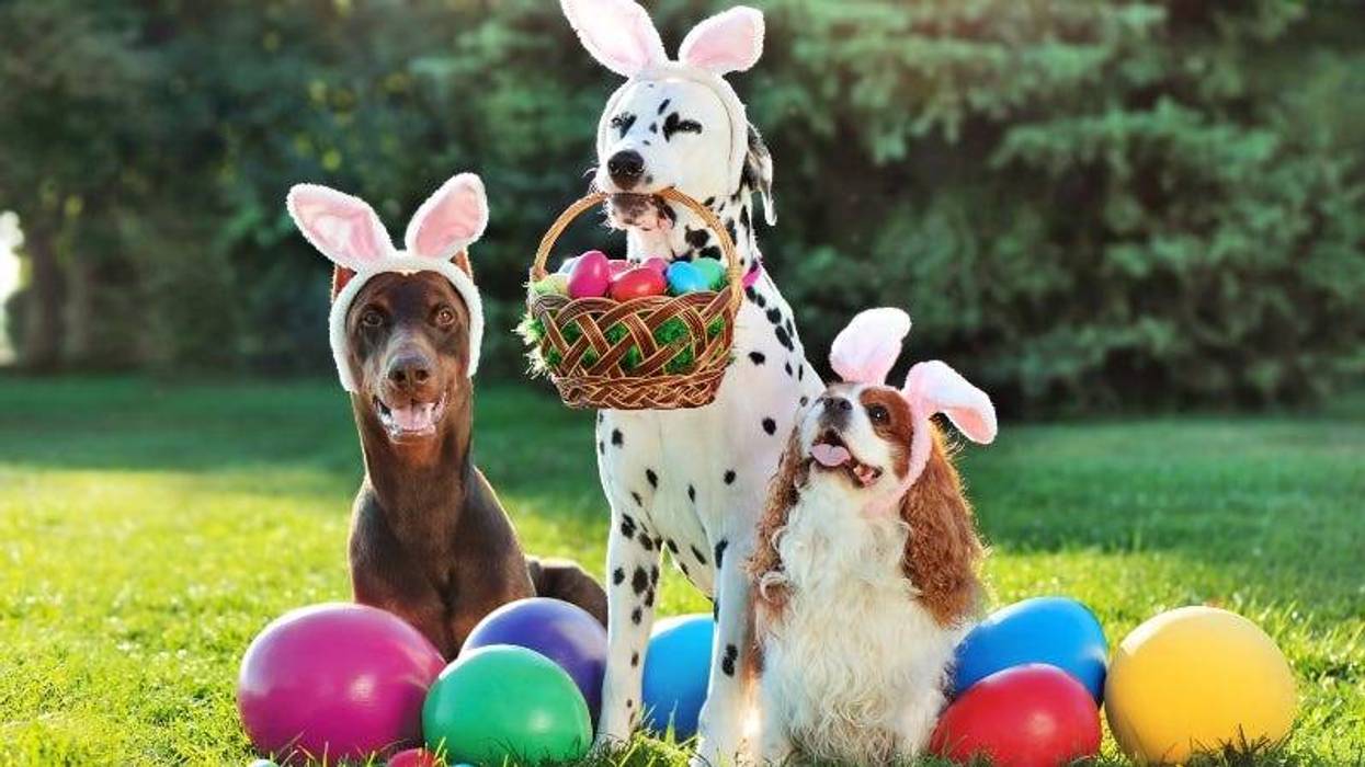 iagodina / Getty Images