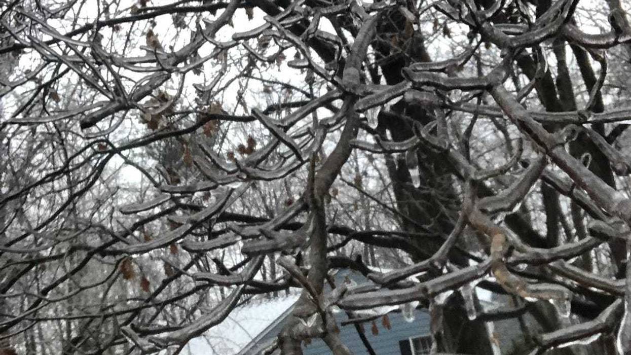 Ice on a tree in Midlothian.