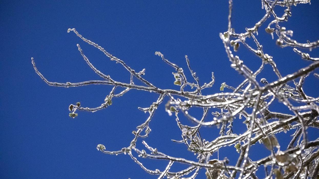 Icy trees