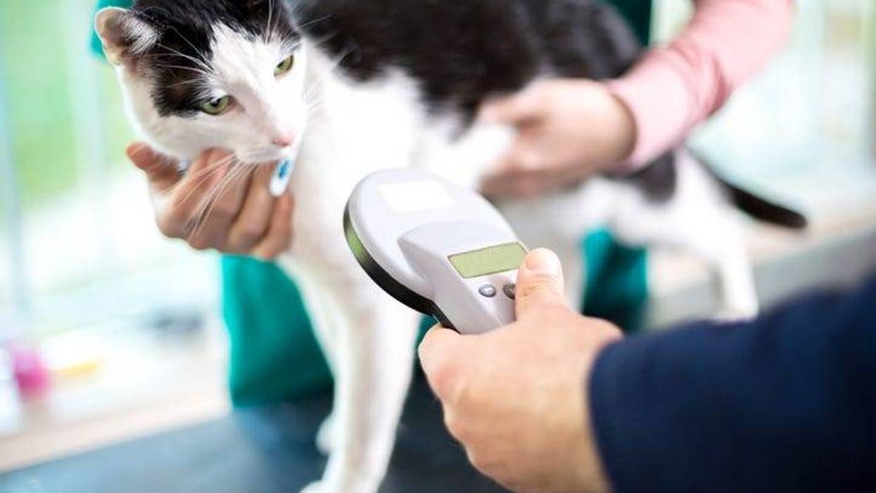 Identifying cat with microchip device