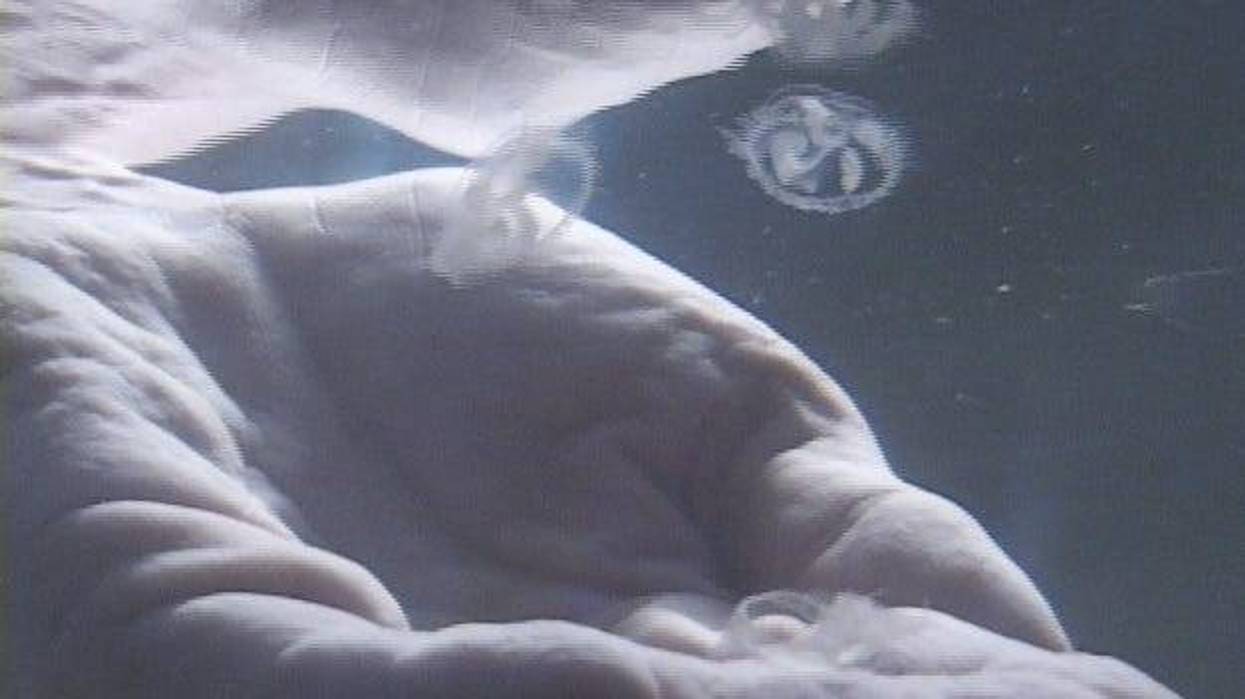 If you spot what appears to be jelly fish while swimming or fishing in lakes or rivers in Michigan this time of year, don't be alarmed -- they've been here for almost a century.