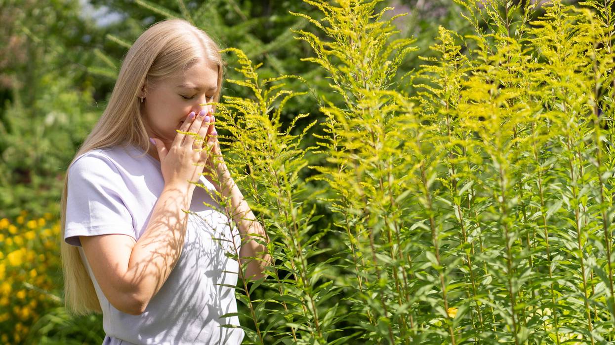If your fall allergies are already acting up, you don't need to be told ragweed pollen counts are high these days. In fact, they're very high.