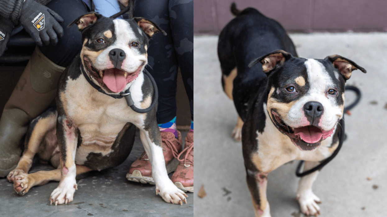 ifeLine Animal Project and DeKalb County Animal Services "Rainbow Sprinkles"