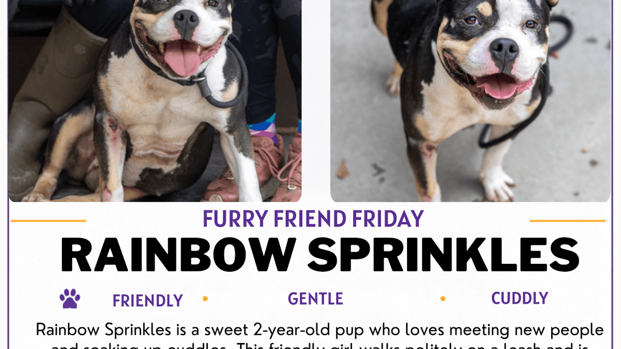 ifeLine Animal Project and DeKalb County Animal Services "Rainbow Sprinkles"