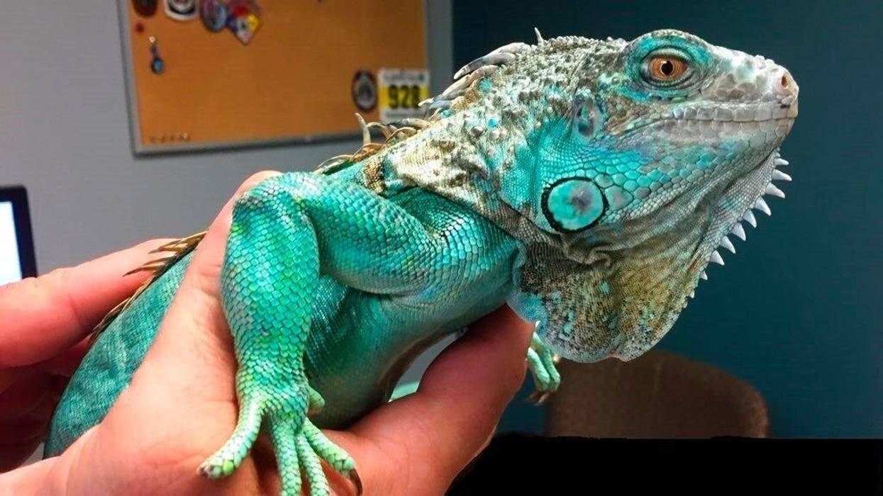 iguana thrown in restaurant