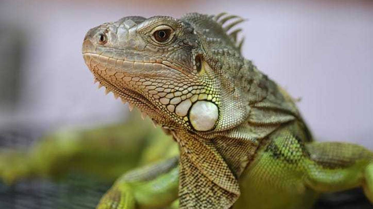 iguana