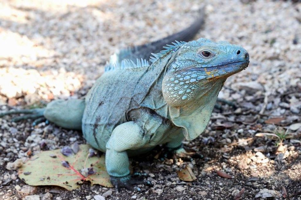 Forecasters Warn of Iguanas Falling from Trees Due to Cold Florida Weather