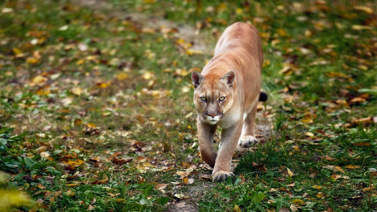 Illinois mountain lion