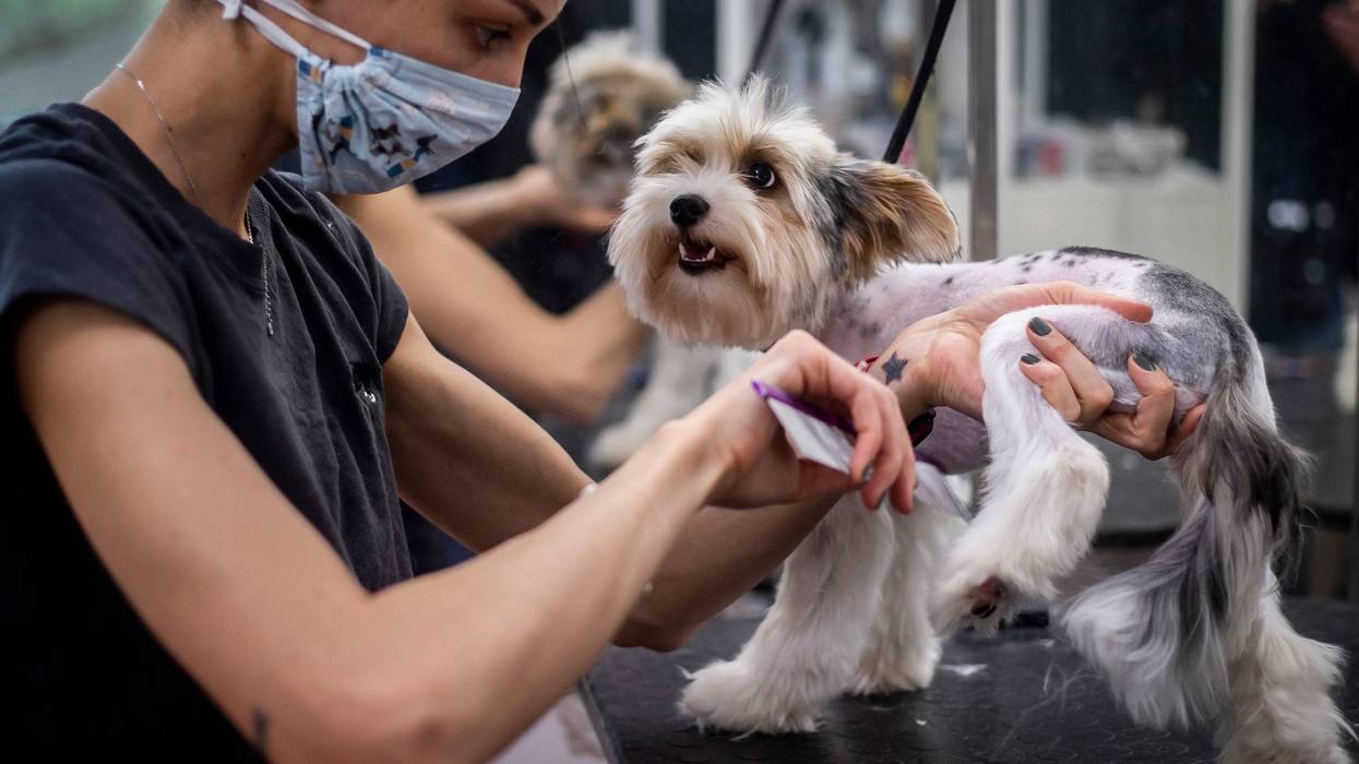 Illinois Pet Groomers Prepare To Reopen