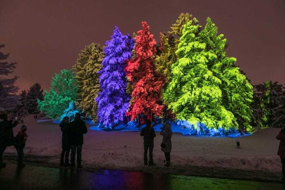 Illumination: Tree Lights at The Morton Arboretum