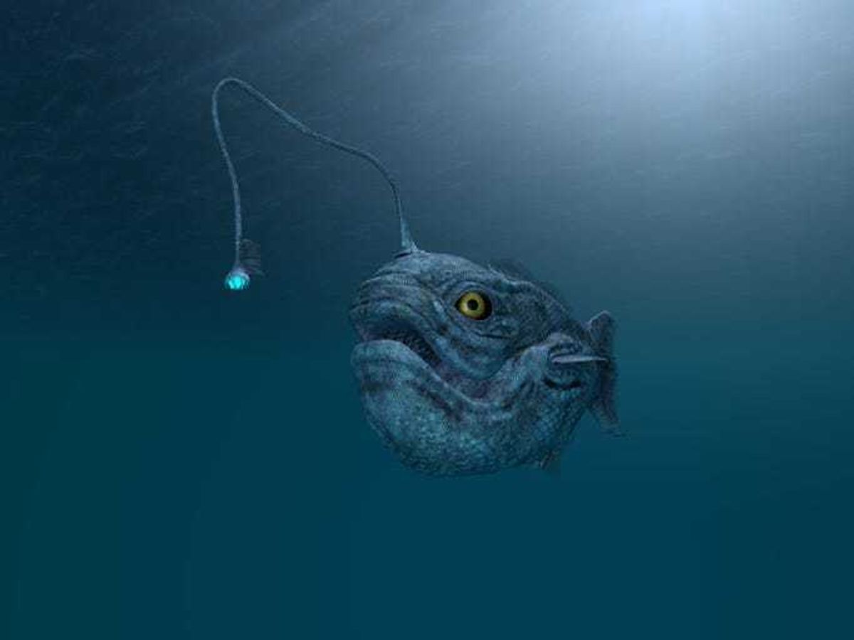 Illustration of a deep sea angler fish.