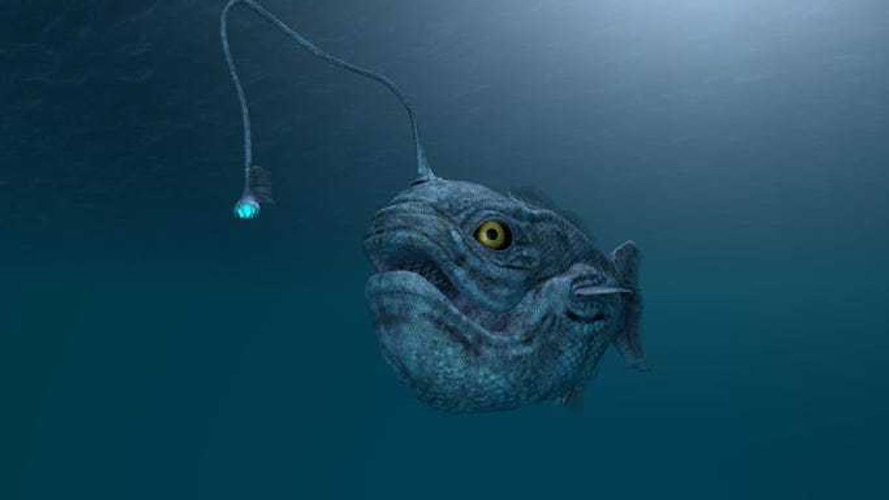 Illustration of a deep sea angler fish.