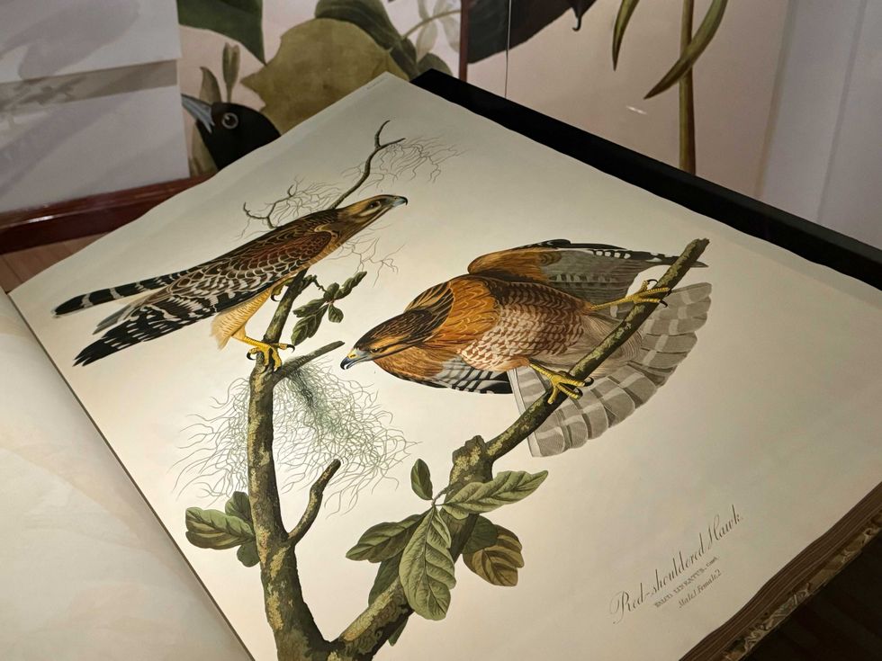 Illustrations of a red-shouldered hawk, shown in the Field Museum