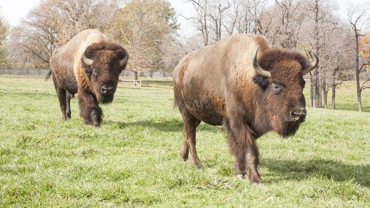 Image of Bison at Grant's Farm