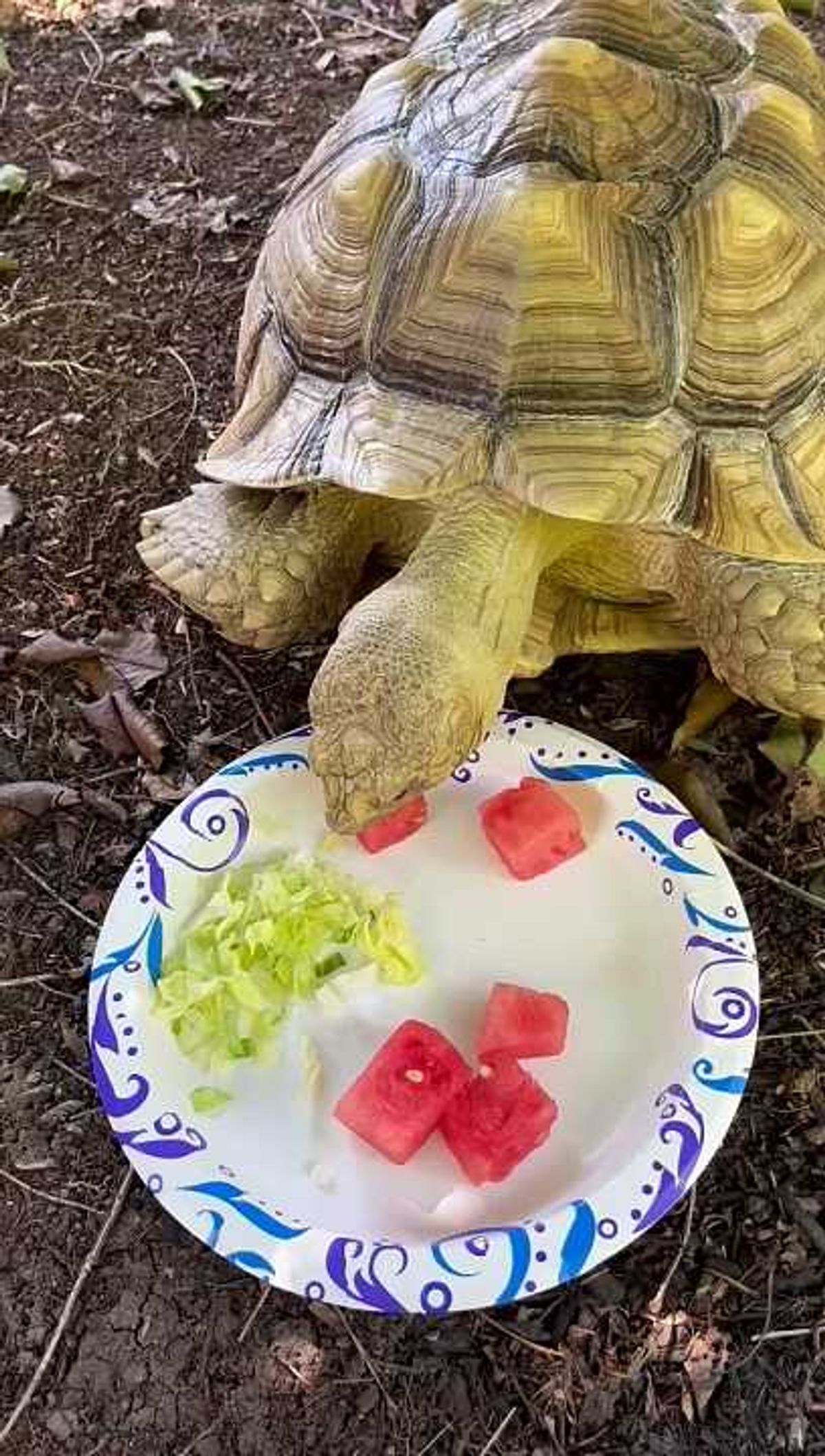 Are lights near Buc-ee’s killing sea turtles?
