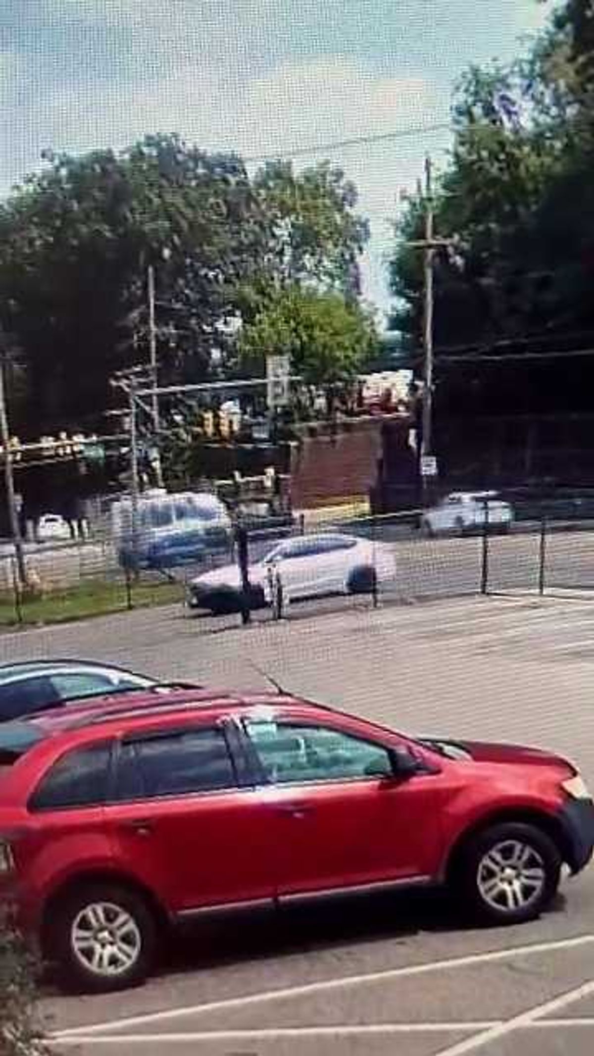 Woman fights off gator with fists and elbows to protect puppy