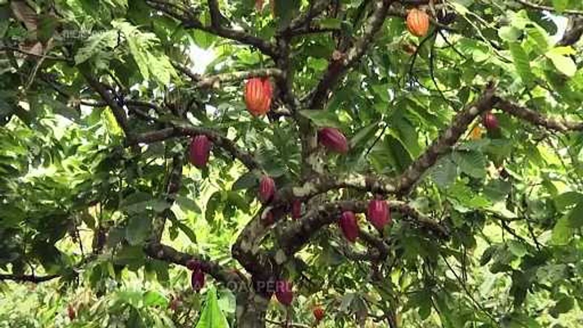 Hershey Company is raising candy prices due to rising cocoa costs