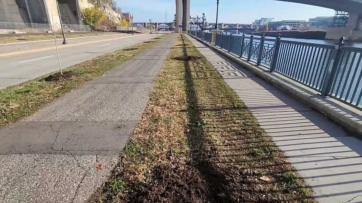 Why are vandals destroying trees on Shepard Road in St. Paul for the second straight year?